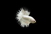picture of Platinum White Crowntail Betta Male Lrg                                                              Betta splendens 'Crowntail'